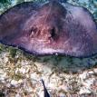 sting ray close up