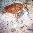 green turtle again